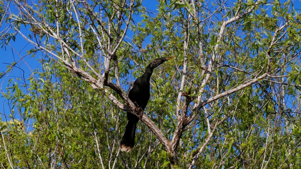 02 - Everglade NP (12) Anhinga.jpg